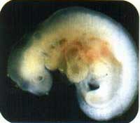 Первый месяц беременности