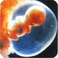 Второй месяц беременности