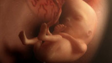 4-6 месяц беременности