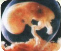 Четвертый месяц беременности