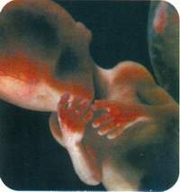 Шестой месяц беременности