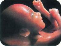 Девятый месяц беременности