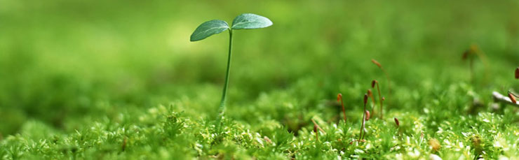 Я беременна