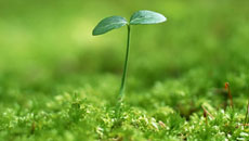 Я беременна